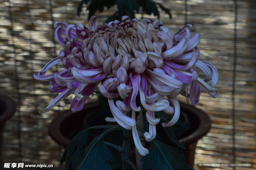 菊花
