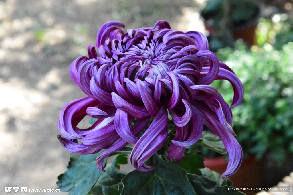 菊花