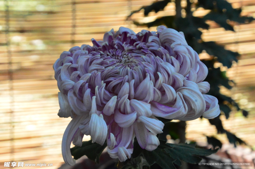 菊花