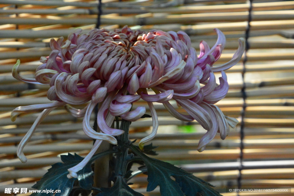 菊花