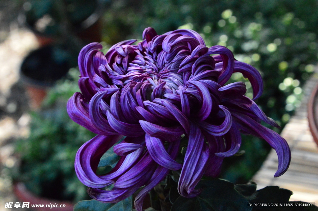 菊花