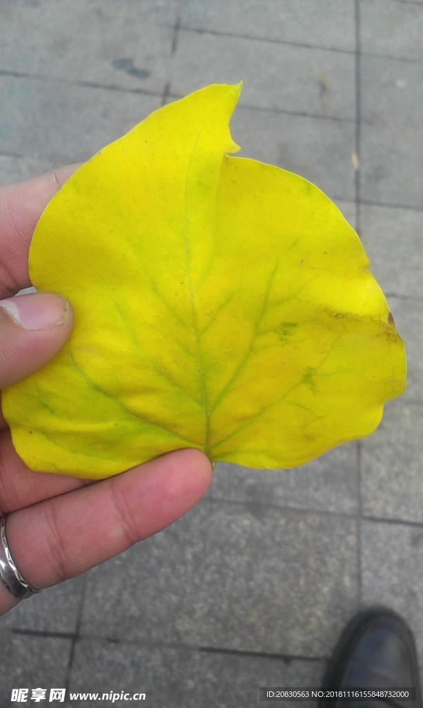 落叶