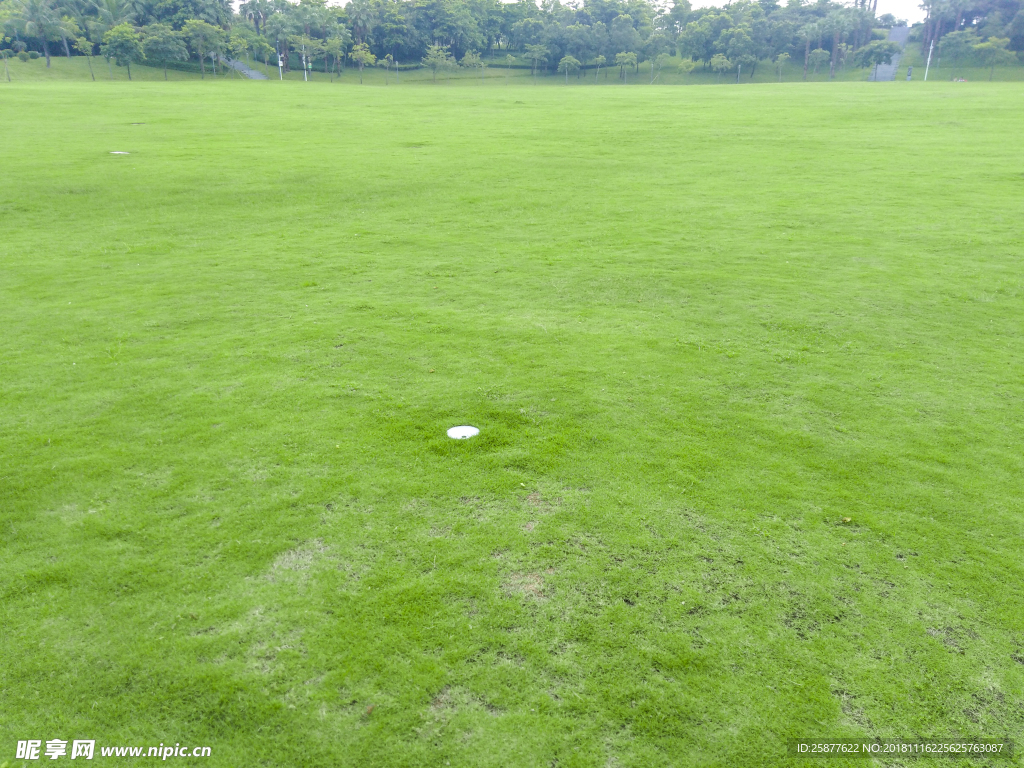 草坪 草背景 草纹理 绿草地