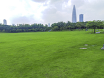 草坪 草背景 草纹理 绿草地