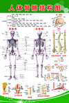 人体骨骼结构图