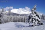 自然 森林 丛林 雪景 唯美