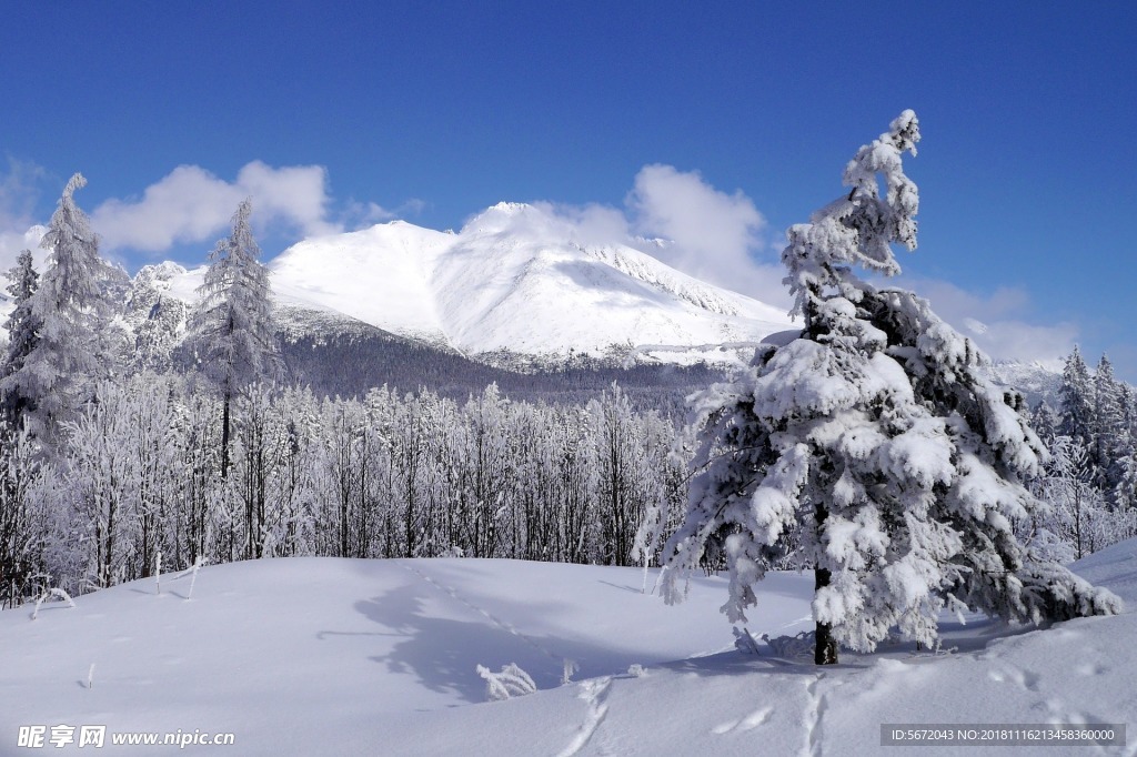 自然 森林 丛林 雪景 唯美
