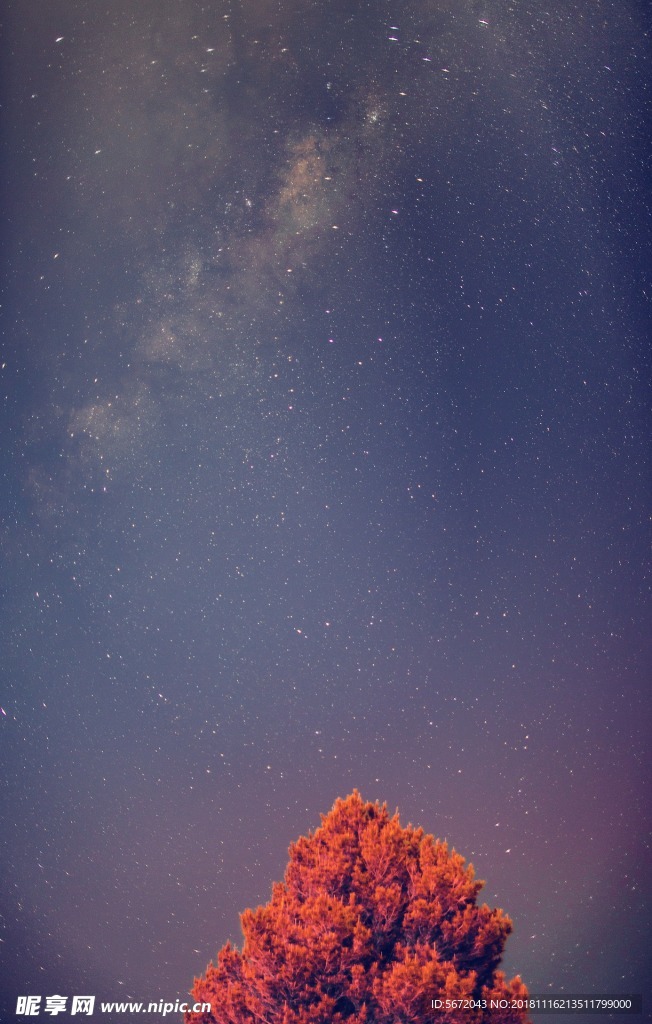 星空 璀璨 唯美 底图 树木