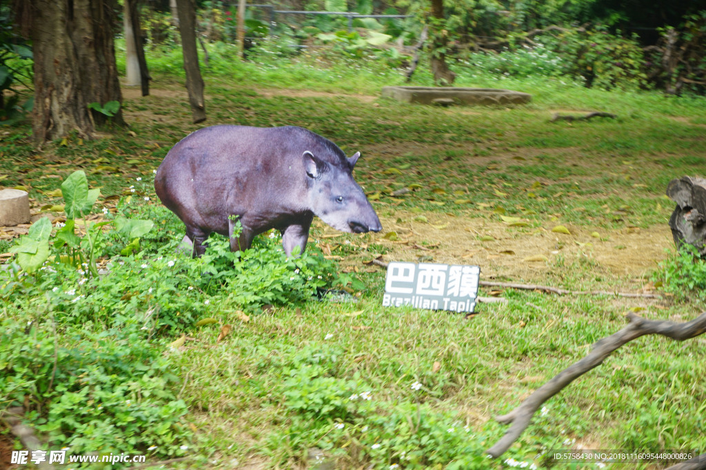 巴西貘