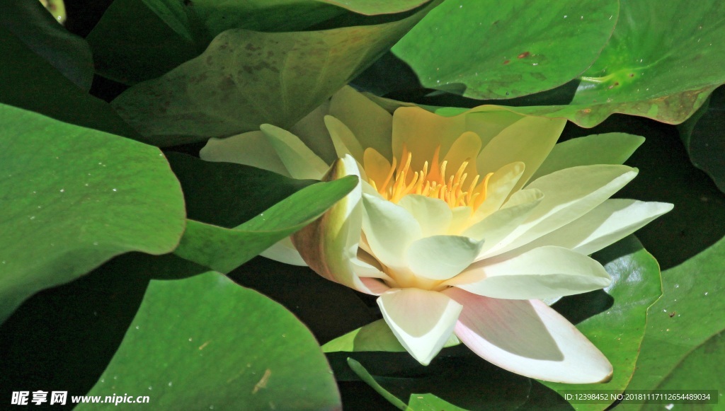 莲花
