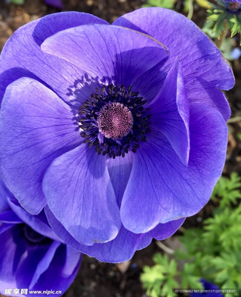 银莲花