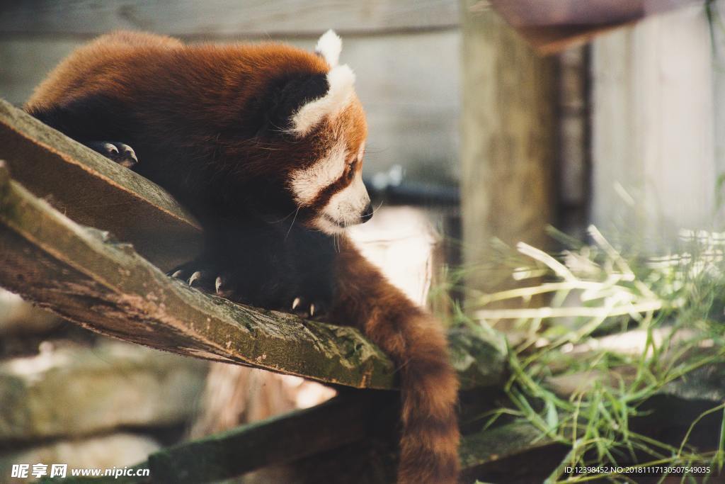 小熊猫