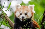 小熊猫