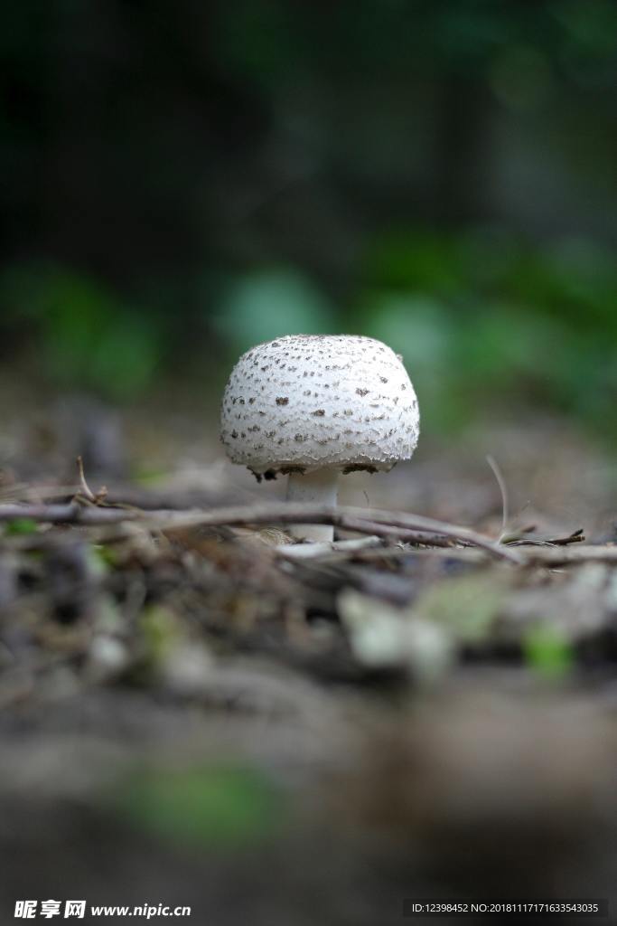 蘑菇
