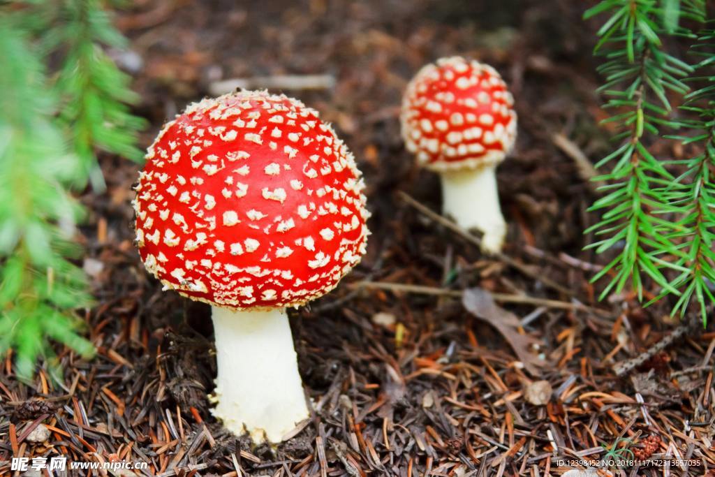 毒蘑菇