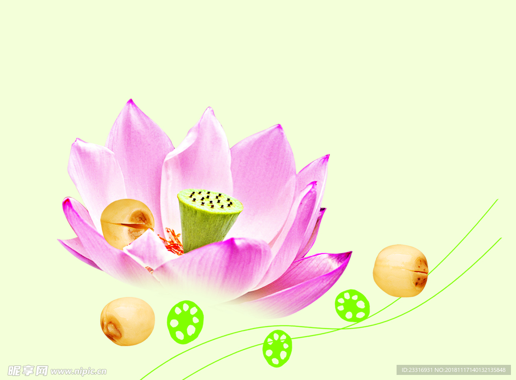 莲花