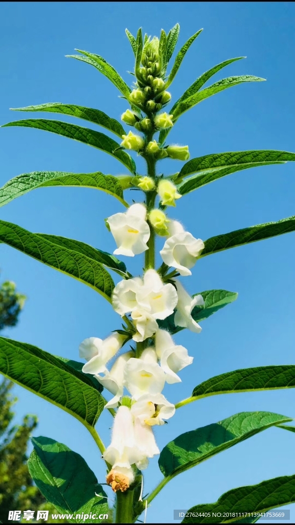 芝麻花