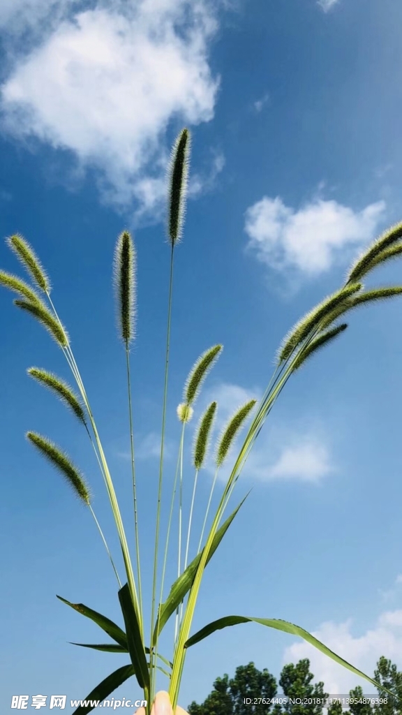 狗尾巴草
