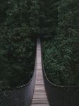 森林中的吊桥