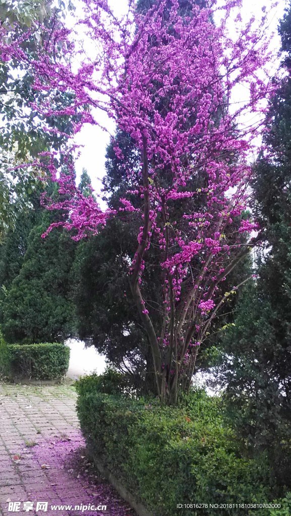 桂花