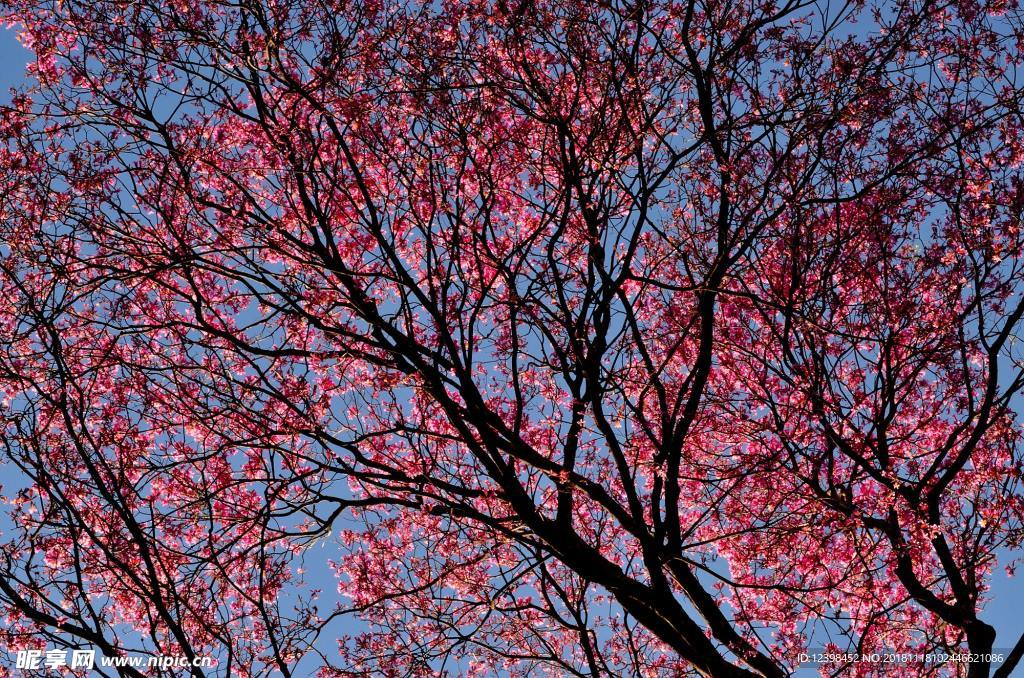 樱花