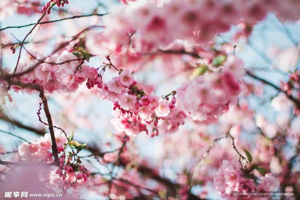 樱花