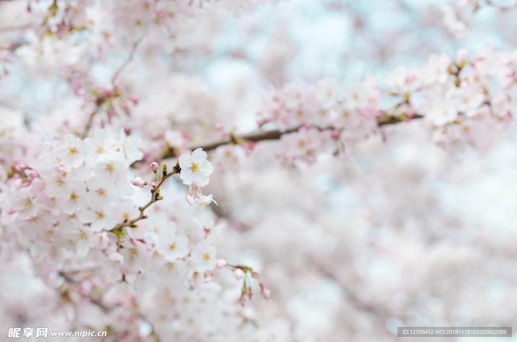 樱花