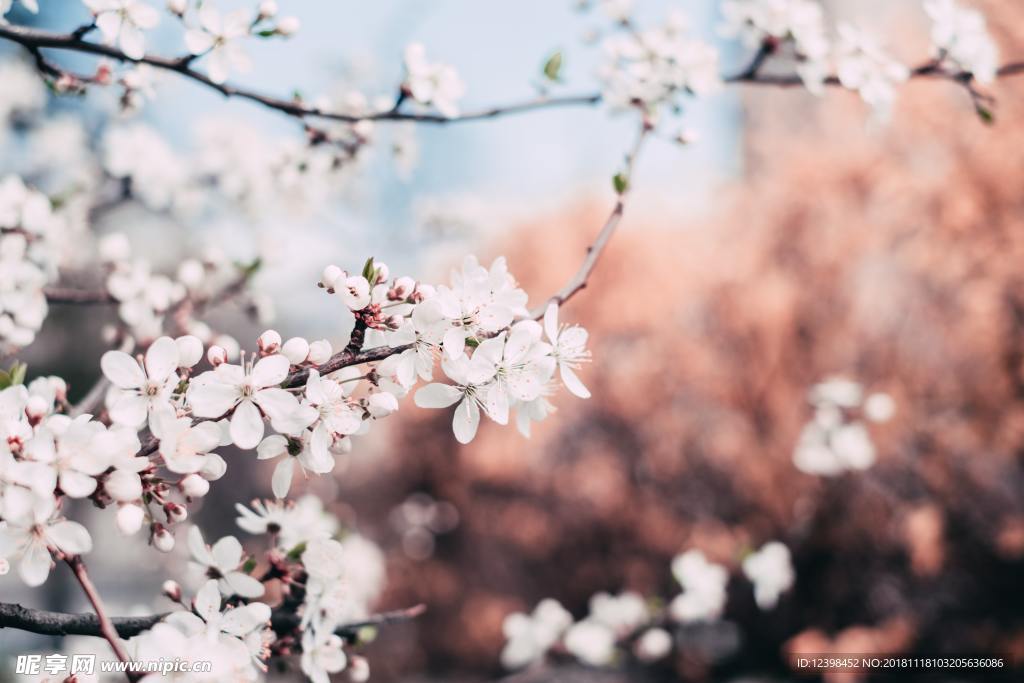 樱花