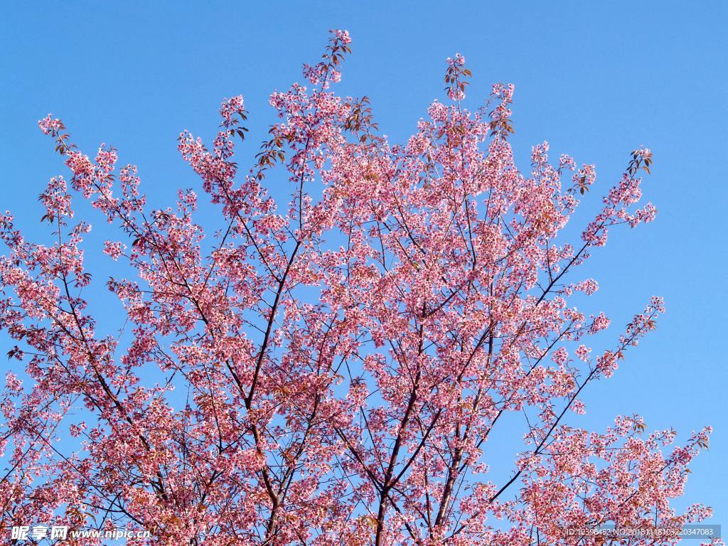 樱花