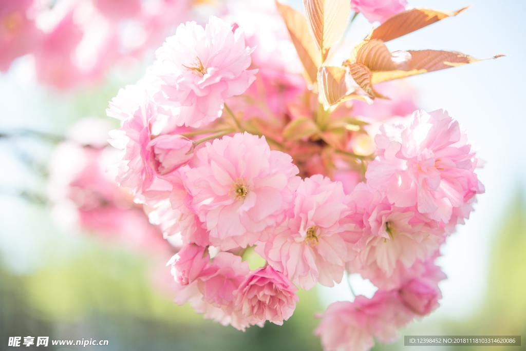 樱花