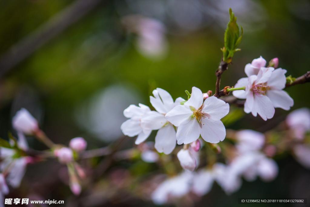 樱花