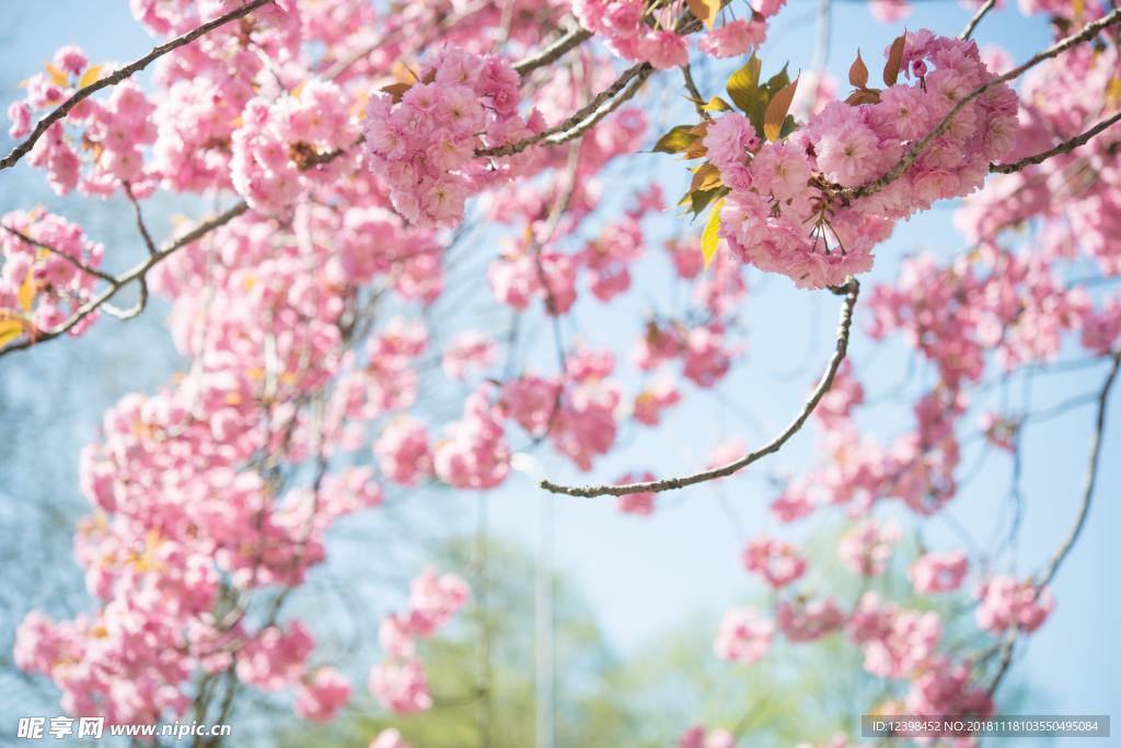 樱花