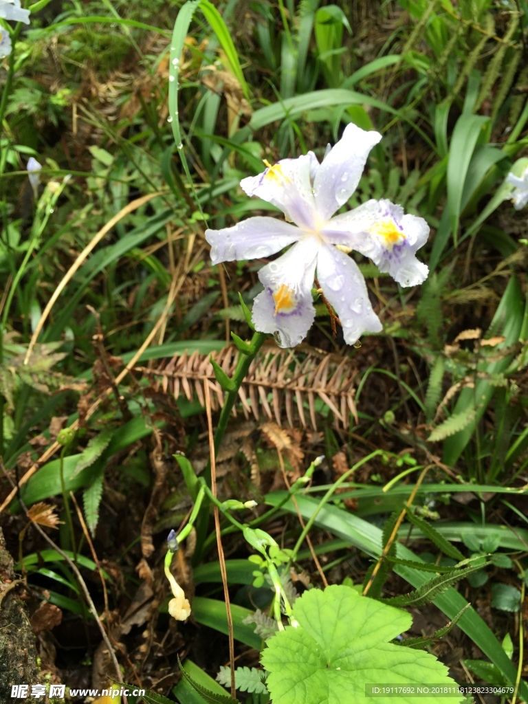 路边的野花