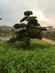 园林