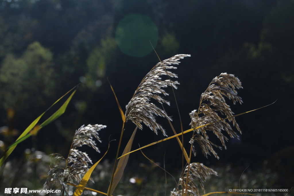 金秋芦苇花