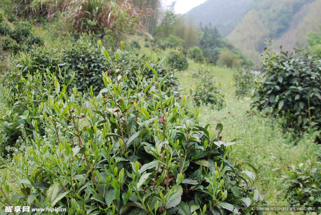 徽州黄山野茶图片