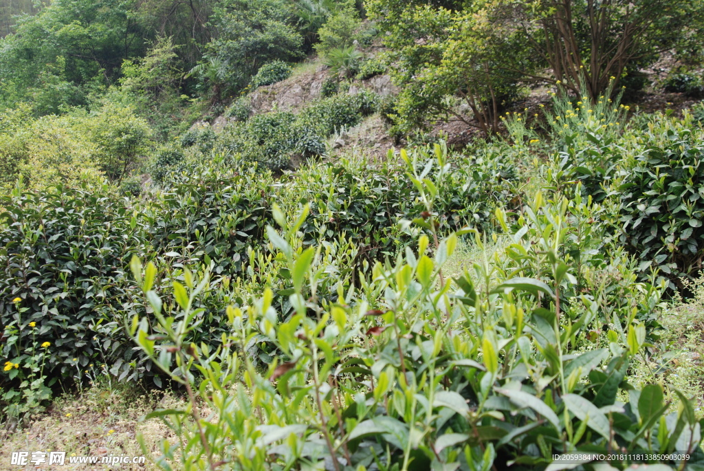 徽州黄山野茶图片