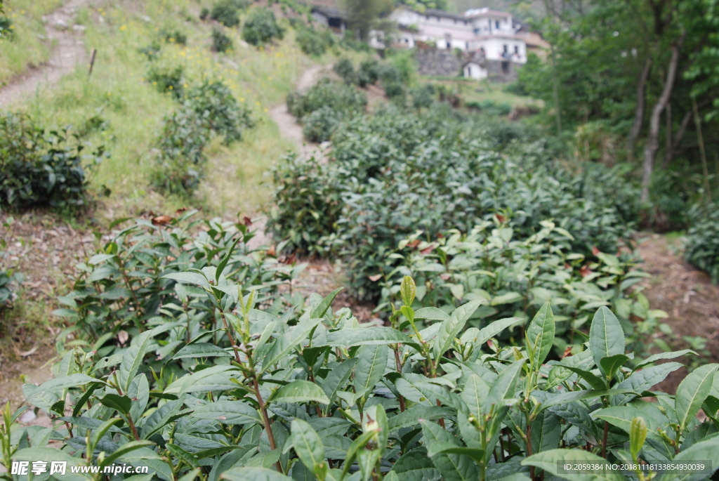 徽州黄山野茶图片