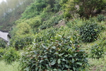 徽州黄山野茶图片