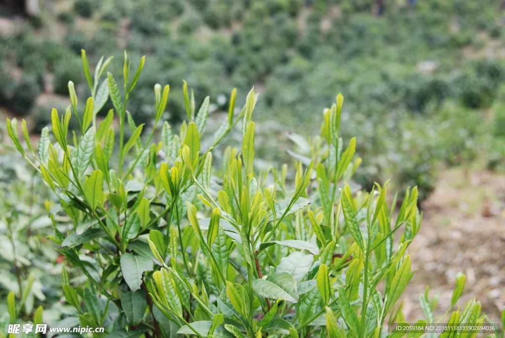 徽州黄山野茶图片