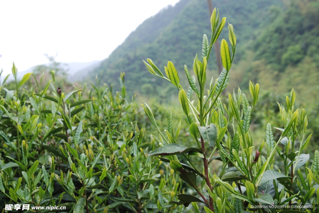 徽州黄山野茶图片