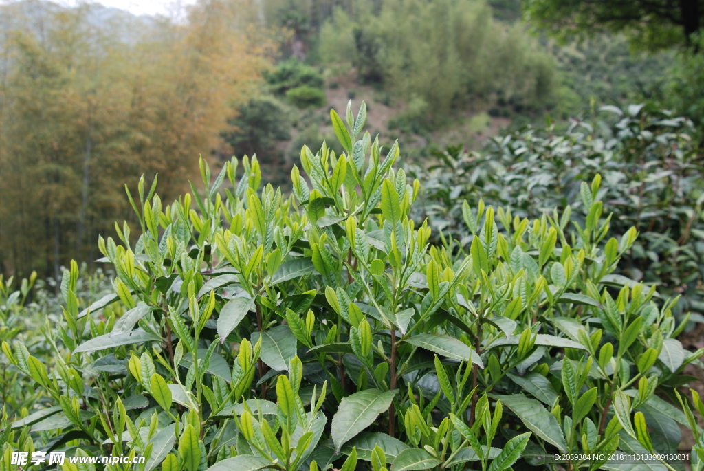 徽州黄山野茶图片