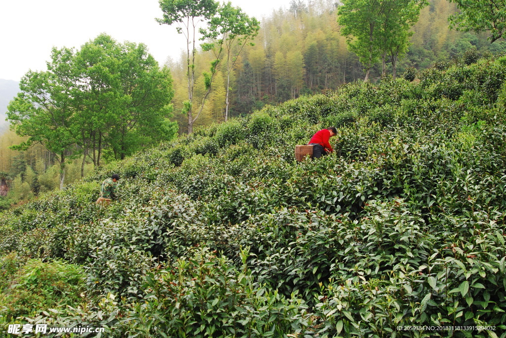 徽州黄山野茶图片