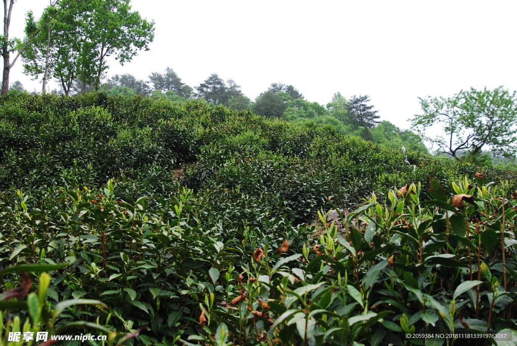 徽州黄山野茶图片