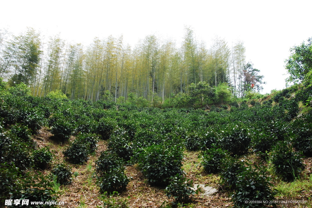 徽州黄山野茶图片