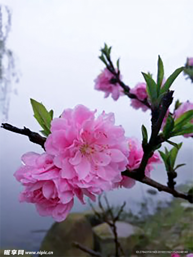 樱花