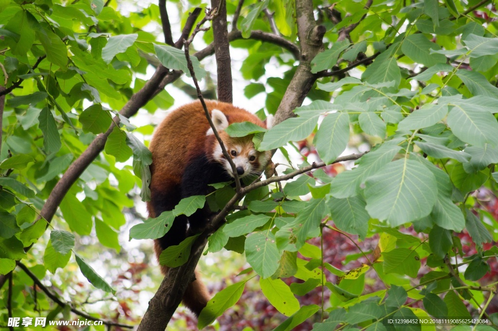 小熊猫