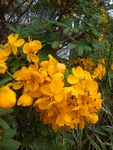 决明花