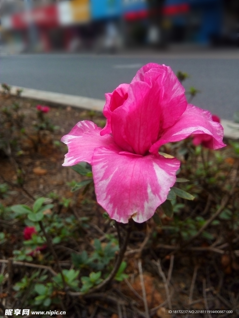 杜鹃花