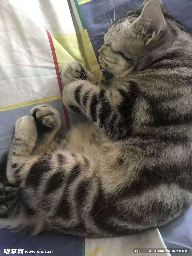 猫
